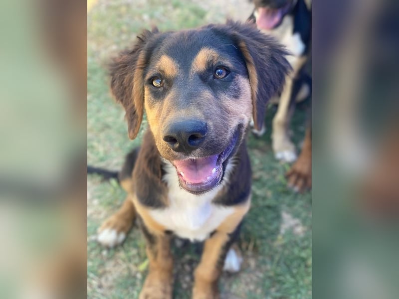 Quasti, geb. ca. 02/2025, lebt in GRIECHENLAND, auf einer privaten Pflegestelle