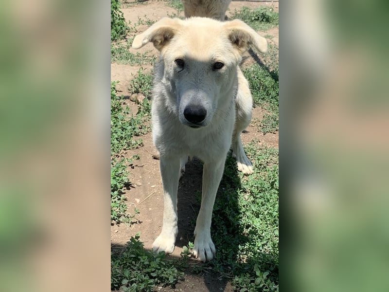 Boybro, geb. ca. 04/2019, lebt in GRIECHENLAND, im städt. Tierheim Serres