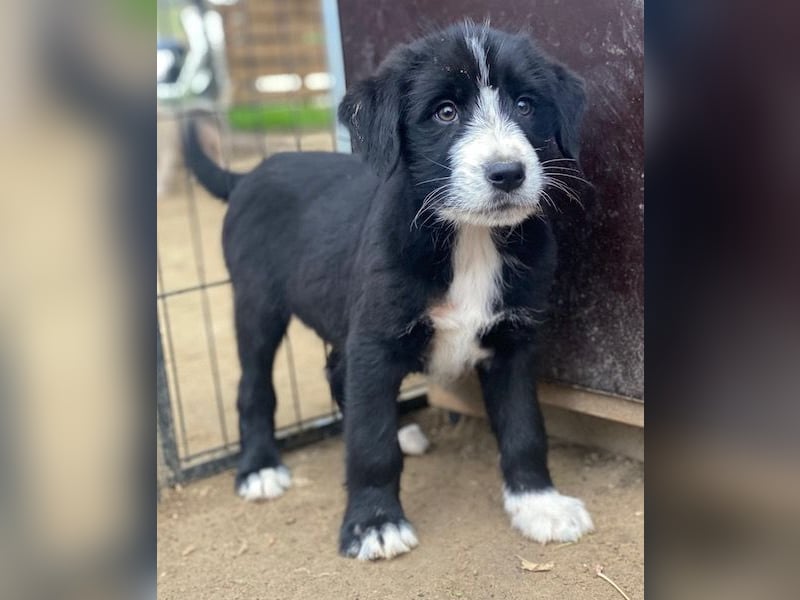 Kasimir, geb. ca. 09/2025, lebt in GRIECHENLAND, auf einer privaten Pflegestelle