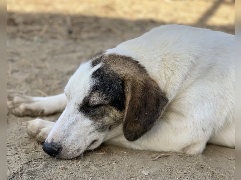  Colette, geb. ca. 02/2022, lebt in GRIECHENLAND, im städt. Tierheim Serres