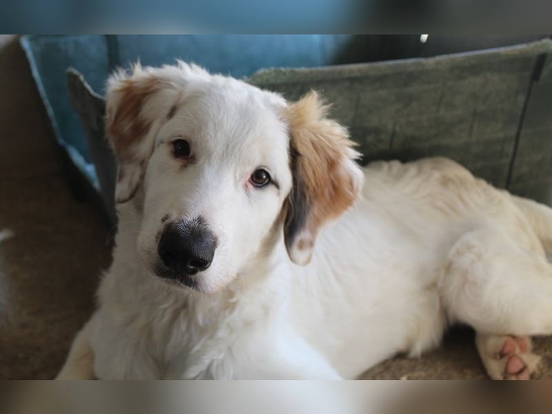 Kembro, geb. ca. 04/2025, lebt in GRIECHENLAND, im städt. Tierheim Serres