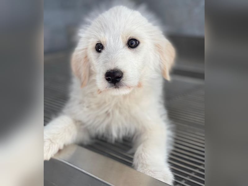 Zucker, geb. ca. 01/2026, lebt in GRIECHENLAND, auf einer privaten Pflegestelle