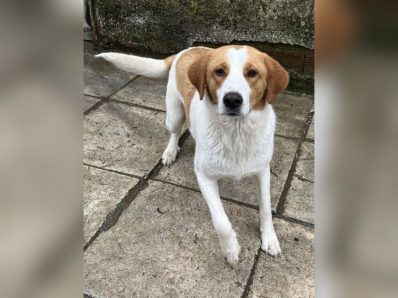 Laola, geb. ca. 05/2024, lebt in GRIECHENLAND, auf einem Gelände, wird notdürftig versorgt