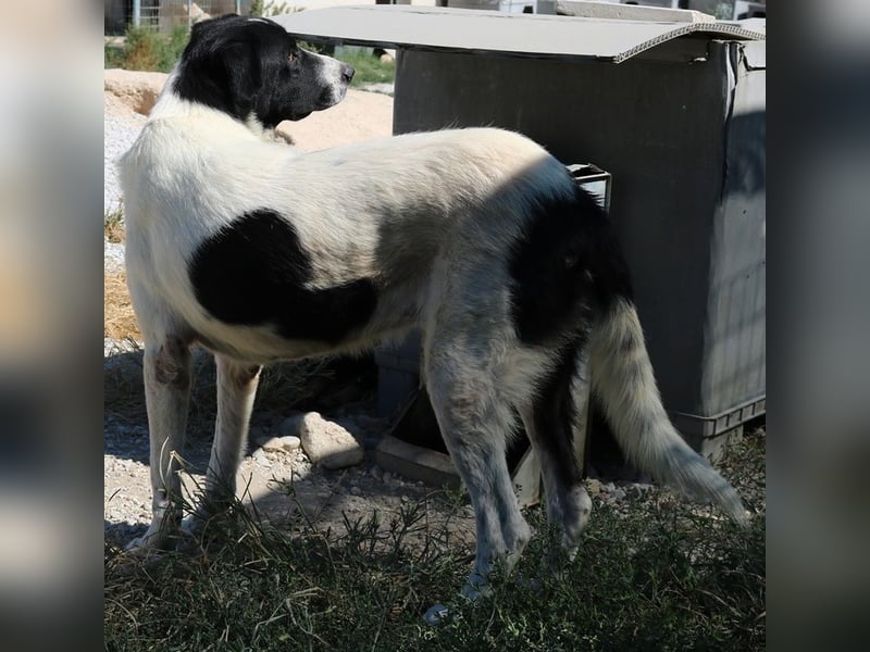 Rubin, geb. ca. 03/2019, lebt in GRIECHENLAND, im städt. Tierheim Serres