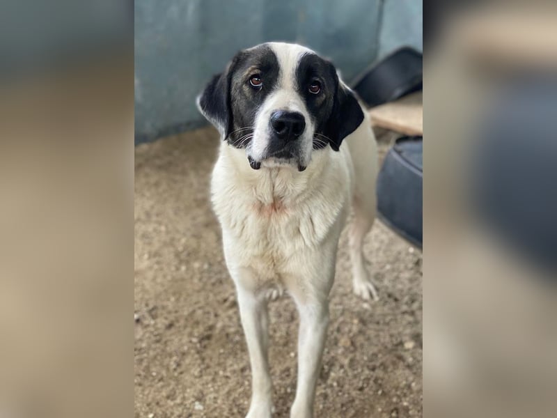 Marinara, geb. ca. 01/2025, lebt in GRIECHENLAND, auf einer privaten Pflegestelle