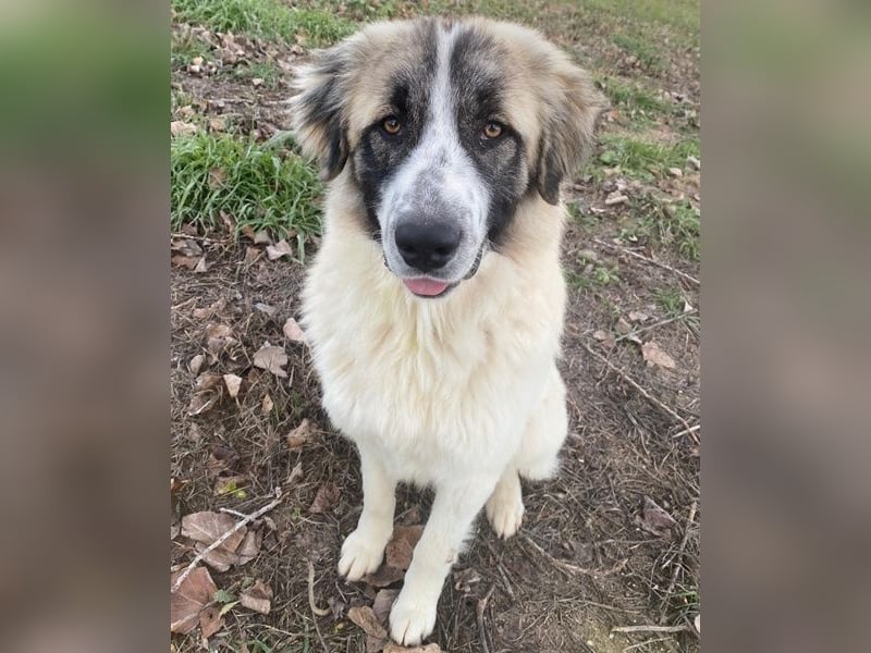 Chef, geb. ca. 07/2025, lebt in GRIECHENLAND, im städt. Tierheim Serres