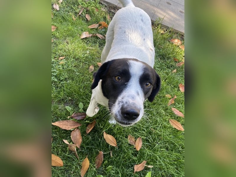 Penny, geb. ca. 05/2023, lebt in GRIECHENLAND, im städt. Tierheim Serres