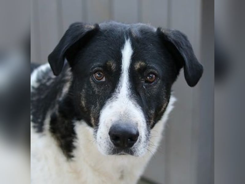 Ancho, geb. ca. 10/2021, lebt in GRIECHENLAND, im städt. Tierheim Serres