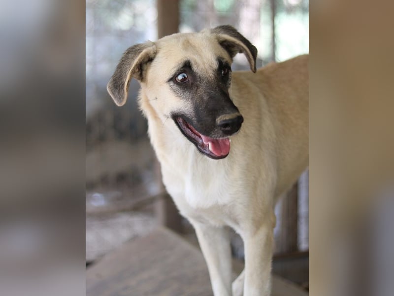 Carlchen, geb. ca. 03/2023, lebt in GRIECHENLAND, im städt. Tierheim Serres