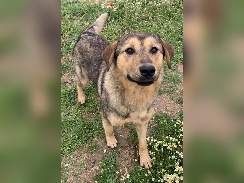 Bruno, geb. ca. 05/2020, lebt in GRIECHENLAND, auf einer privaten Pflegestelle