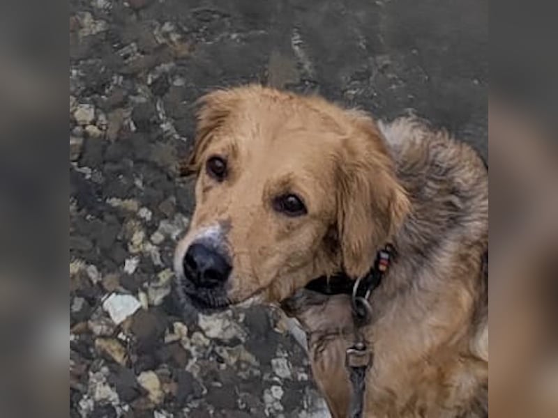 Kara, geb. ca. 12./2015, lebt in einer Familie in 53913 Swisttal, Vermittlungshilfe