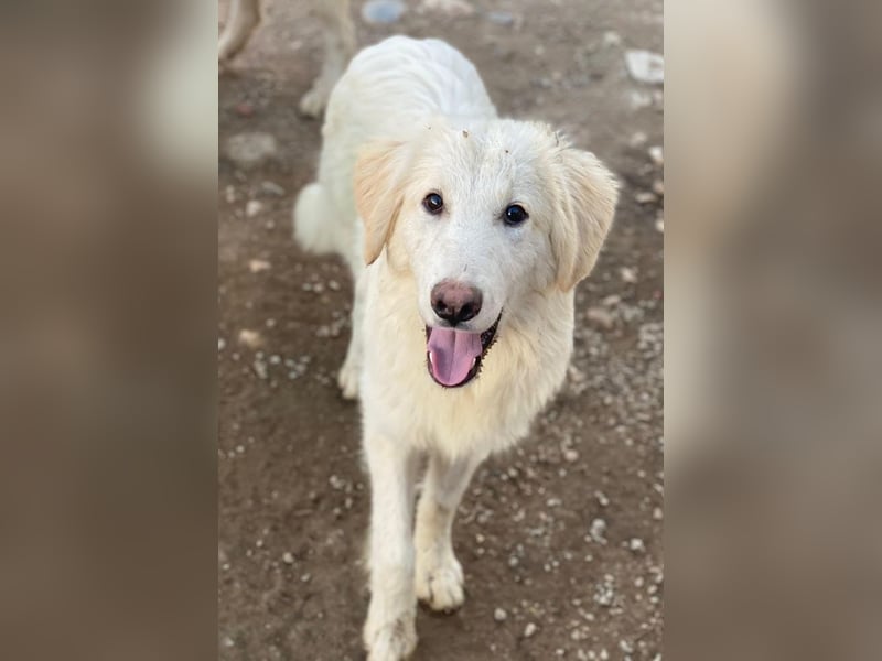 Bazo, geb. ca. 02/2025, lebt in GRIECHENLAND, auf einer privaten Pflegestelle