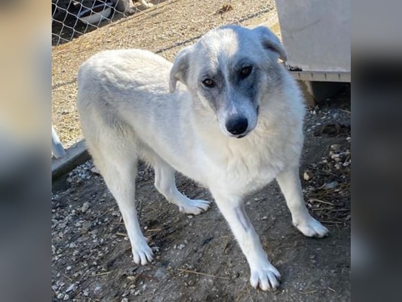 Charlina, geb. ca. 04/2021, lebt in GRIECHENLAND, im städt. Tierheim Serres