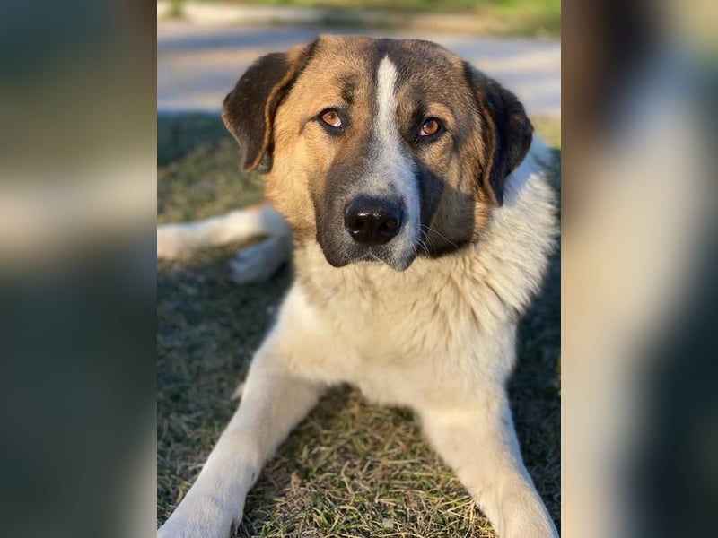 Anxton, geb. ca. 02/2022, lebt in GRIECHENLAND, im städt. Tierheim Serres