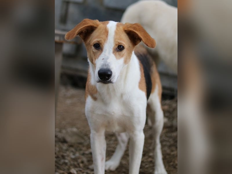 Eneas, geb. ca. 07/2023, lebt in GRIECHENLAND, im städt. Tierheim Serres