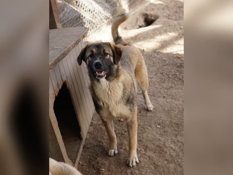 Davio, geb. ca. 06/2023, lebt in GRIECHENLAND, im städt. Tierheim Serres