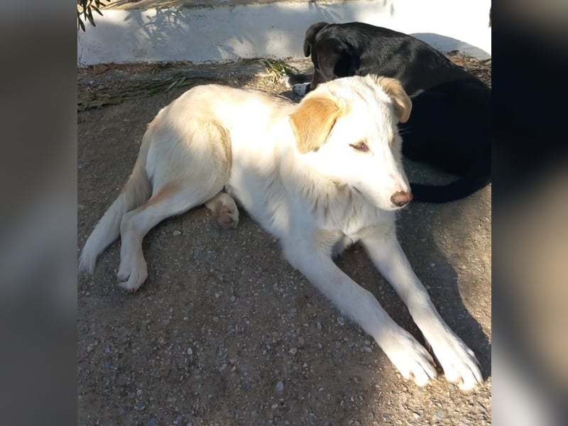 Chelsey, geb. ca. 04/2024, lebt in GRIECHENLAND, auf einer privaten Pflegestelle