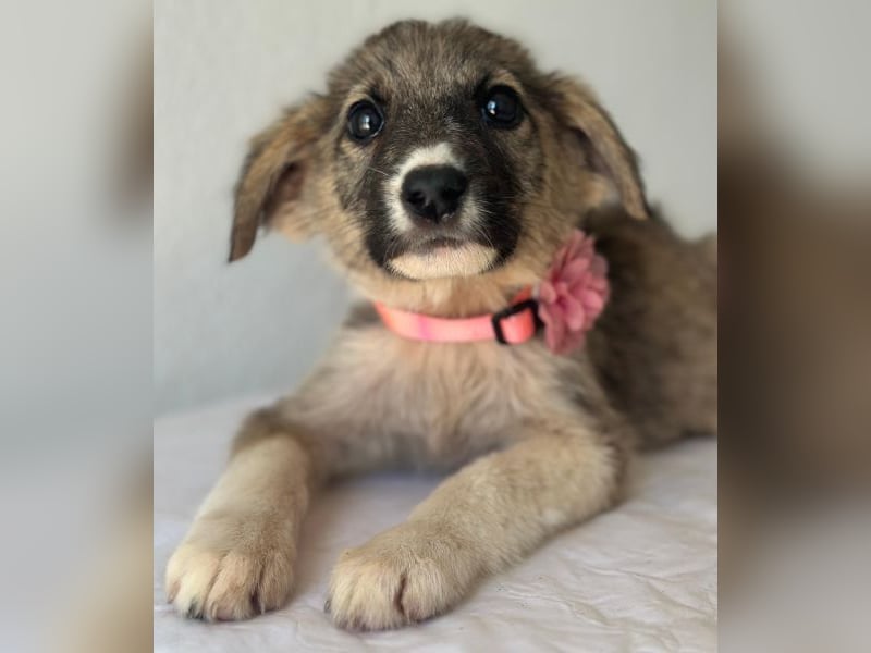Karolina, geb. ca. 03/2026, lebt in GRIECHENLAND, im städt. Tierheim Serres