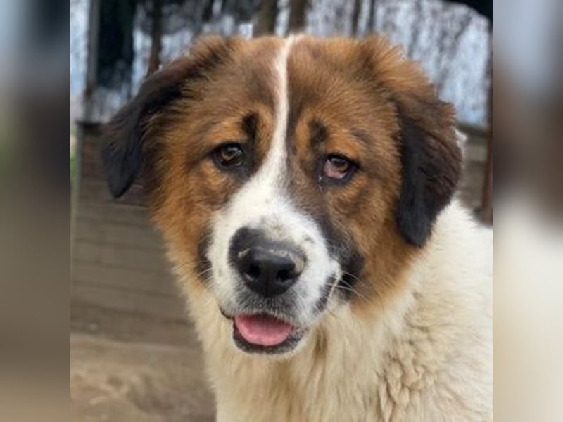 Fiva, geb. ca. 02/2024, lebt in GRIECHENLAND, im städt. Tierheim Serres