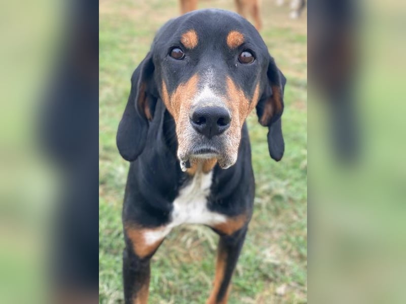 Joker, geb. ca. 11/2021, lebt in GRIECHENLAND, im städt. Tierheim Serres Joker, geb. ca. 11/2021, lebt in GRIECHENLAND, im städt. Tierheim Serres