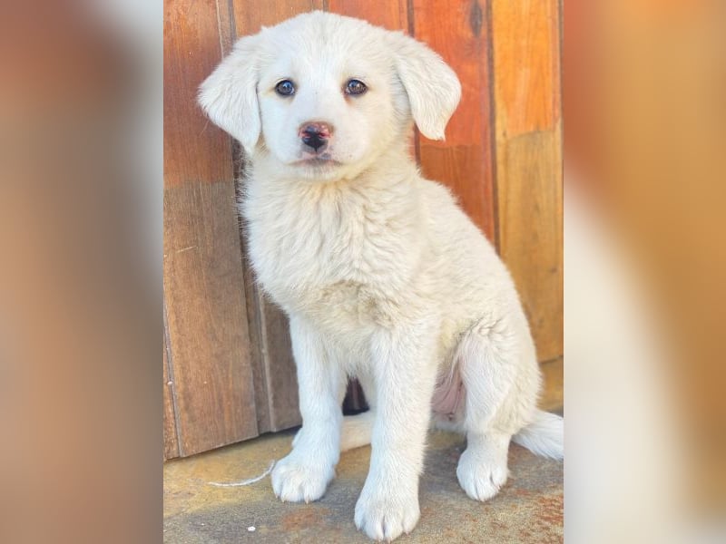 Saki, geb. ca. 03/2026, lebt in GRIECHENLAND, auf einer privaten Pflegestelle