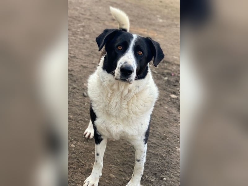 Franka, geb. ca. 06/2019, lebt in GRIECHENLAND, im städt. Tierheim Serres