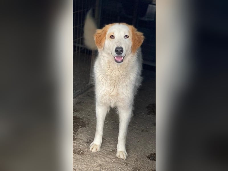 Tobby, geb. ca. 11/2022, lebt in GRIECHENLAND, im städt. Tierheim Serres