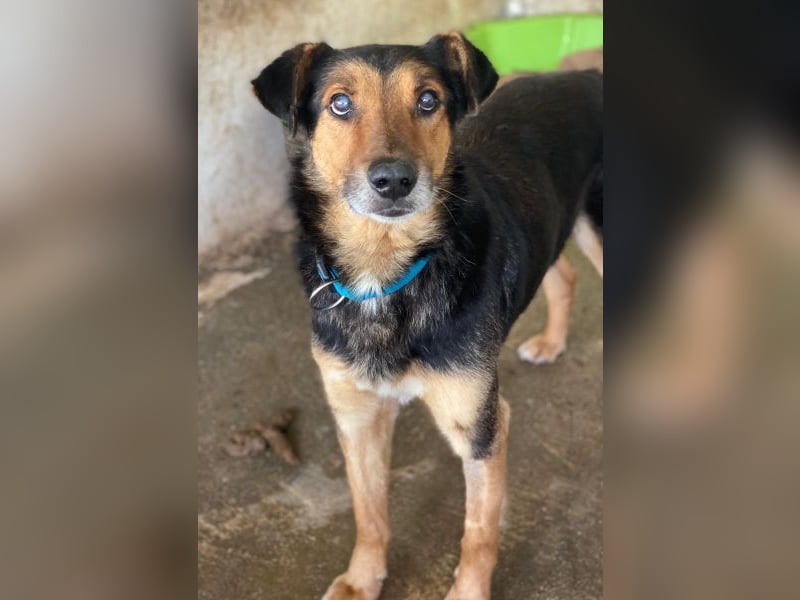 Tizian, geb. ca. 04/2022, lebt in GRIECHENLAND, auf einer privaten Pflegestelle