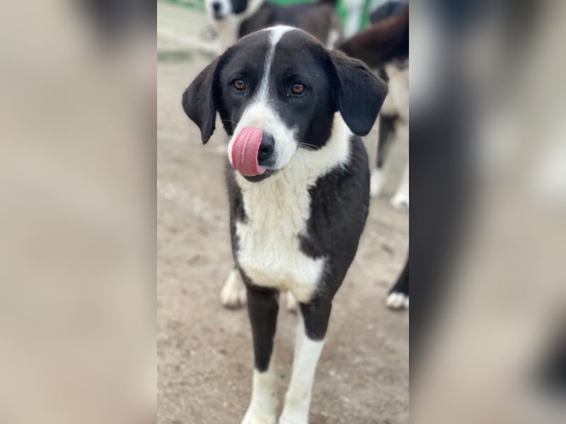 Arielle, geb. ca. 01/2023, lebt in GRIECHENLAND, im städt. Tierheim Serres