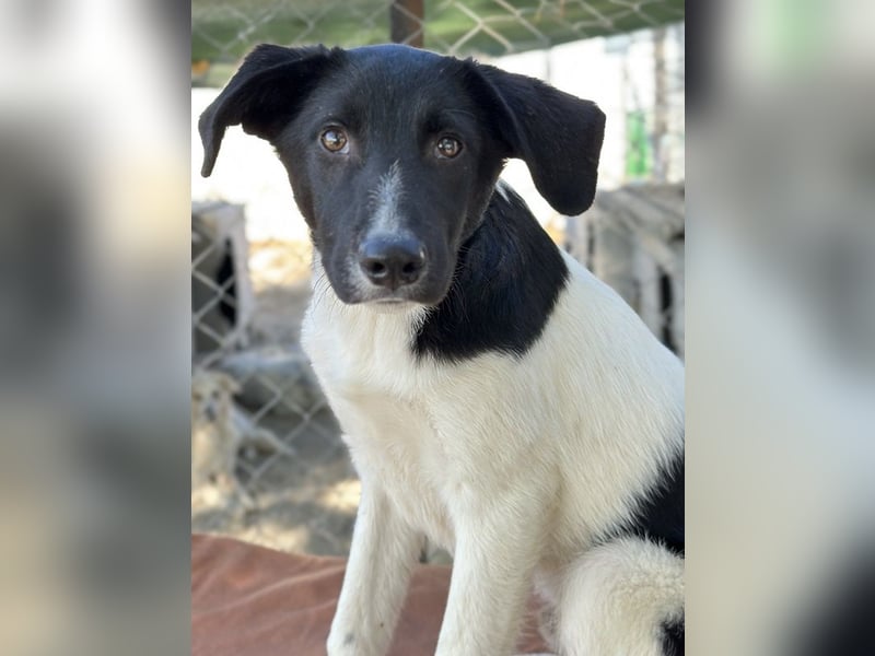 Cap, geb. ca. 06/2024, lebt in GRIECHENLAND, im städt. Tierheim Serres