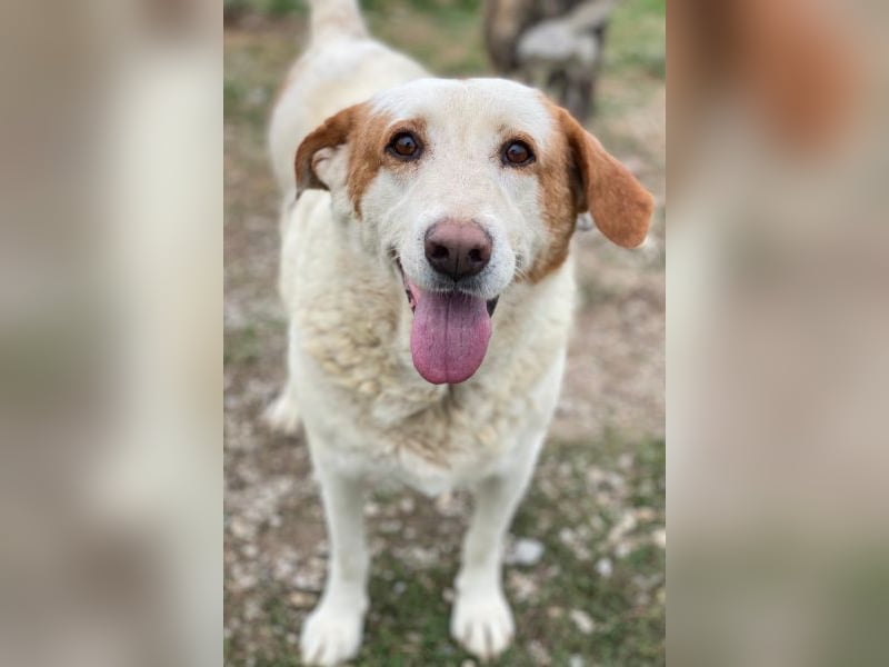Lucero, geb. ca. 04/2016, lebt in GRIECHENLAND, im städt. Tierheim Serres