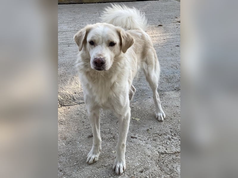 Miraz, geb. ca. 02/2023, lebt in GRIECHENLAND, im städt. Tierheim Serres