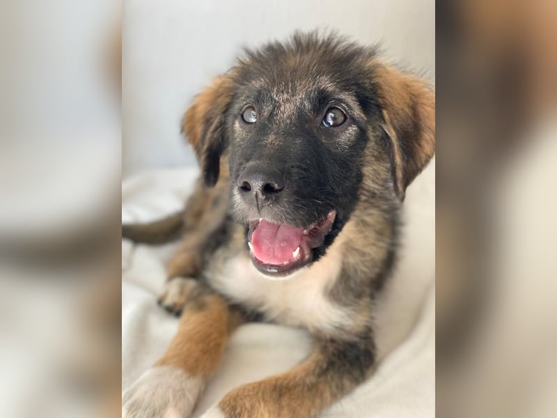 Moglito, geb. ca. 03/2025, lebt in GRIECHENLAND, im städt. Tierheim Serres