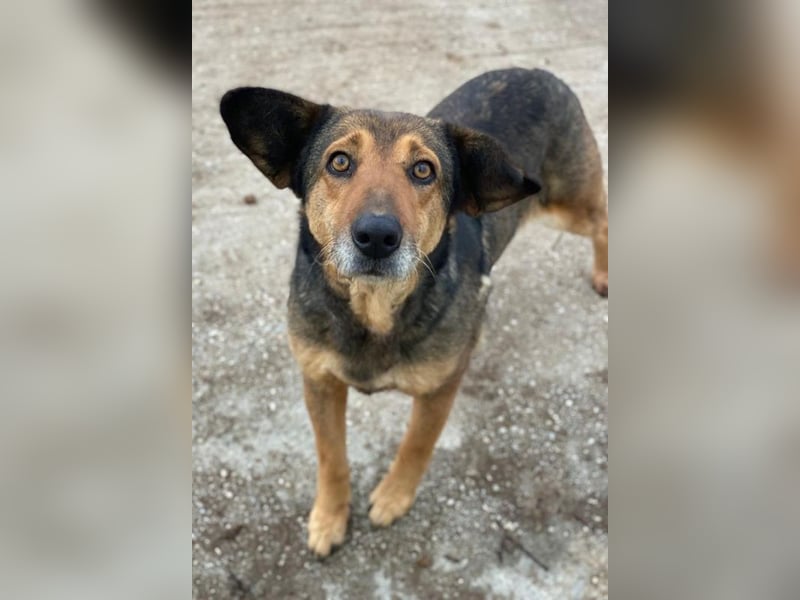 Violetta, geb. ca. 09/2018, lebt in GRIECHENLAND, im städt. Tierheim Serres