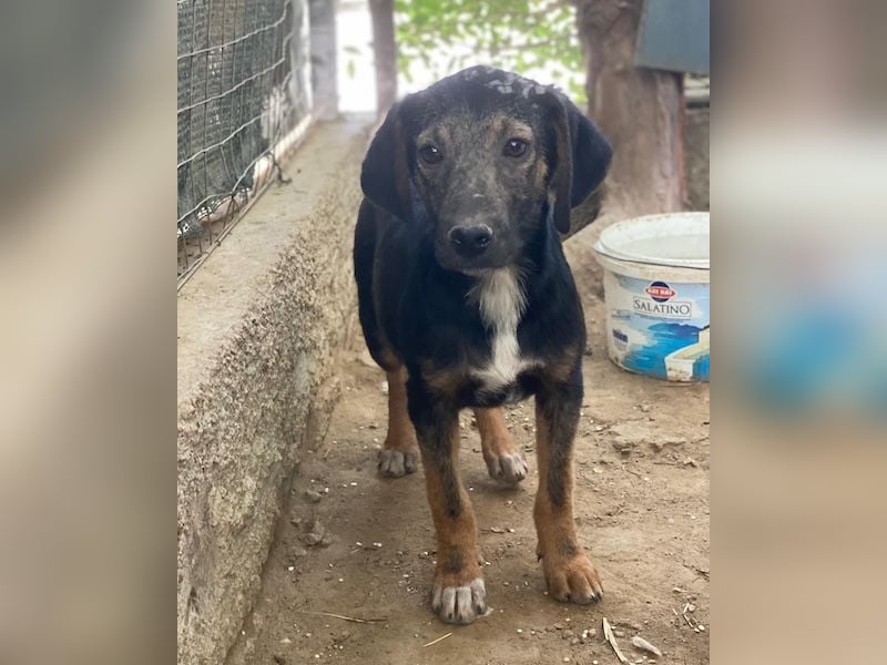 Miranda, geb. ca. 01/2026, lebt in GRIECHENLAND, auf einer privaten Pflegestelle