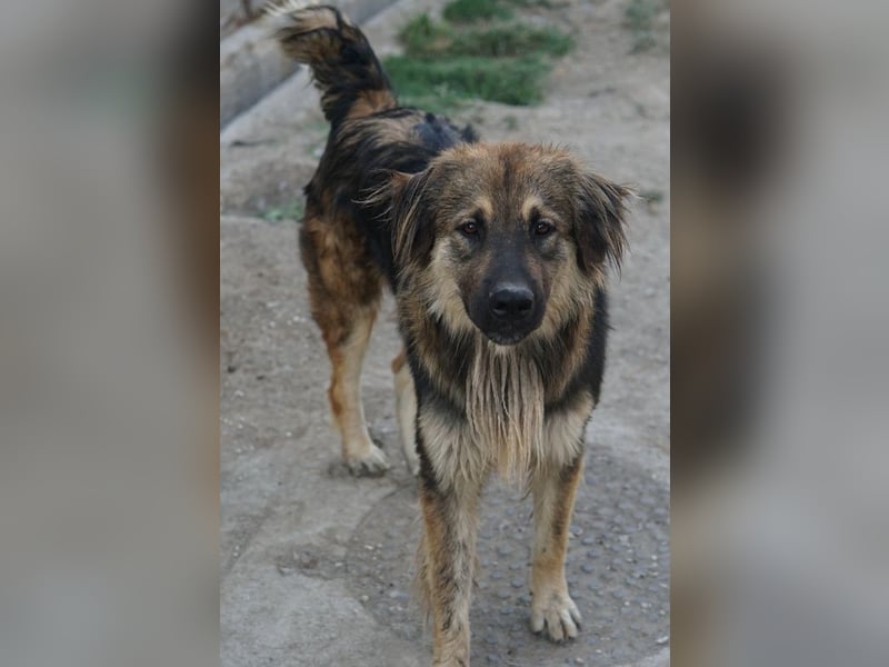 Felix, geb. ca. 03/2024, lebt in GRIECHENLAND, im städt. Tierheim Serres