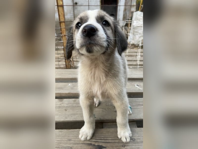 Carlo, geb. ca. 08/2022, lebt in GRIECHENLAND, auf einer privaten Pflegestelle