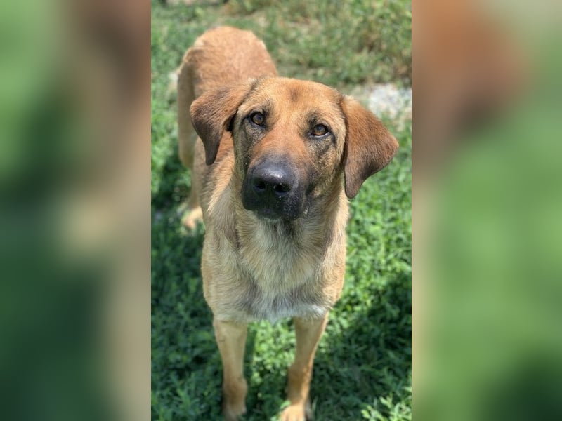 Xawi, geb. ca. 12/2019, lebt in GRIECHENLAND, im städt. Tierheim Serres