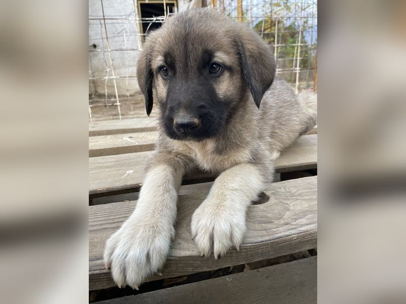 Cosy, geb. ca. 08/2022, lebt in GRIECHENLAND, auf einer privaten Pflegestelle