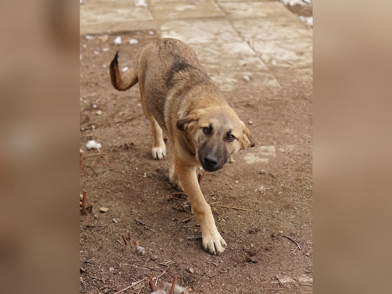 Lauser, geb. ca. 10/2023, lebt in GRIECHENLAND, auf einem Gelände, Hunde werden notdürftig versorgt