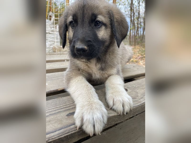 Cosy, geb. ca. 08/2022, lebt in GRIECHENLAND, auf einer privaten Pflegestelle