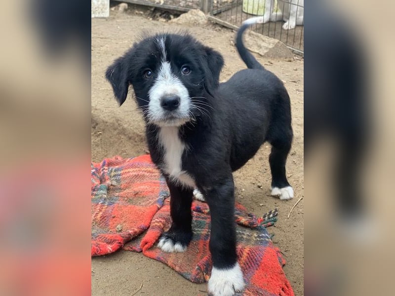 Kasimir, geb. ca. 09/2025, lebt in GRIECHENLAND, auf einer privaten Pflegestelle