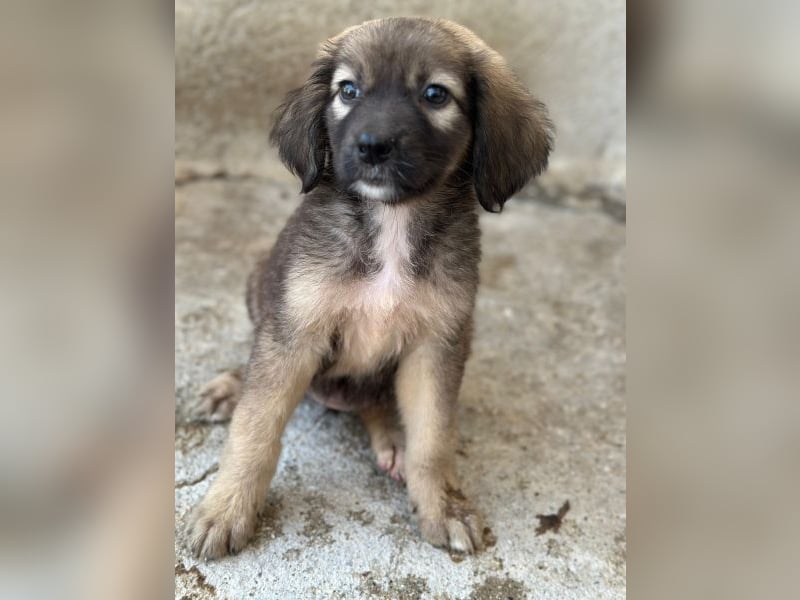 Harissa, geb. ca. 05/2026, lebt in GRIECHENLAND, im städt. Tierheim Serres