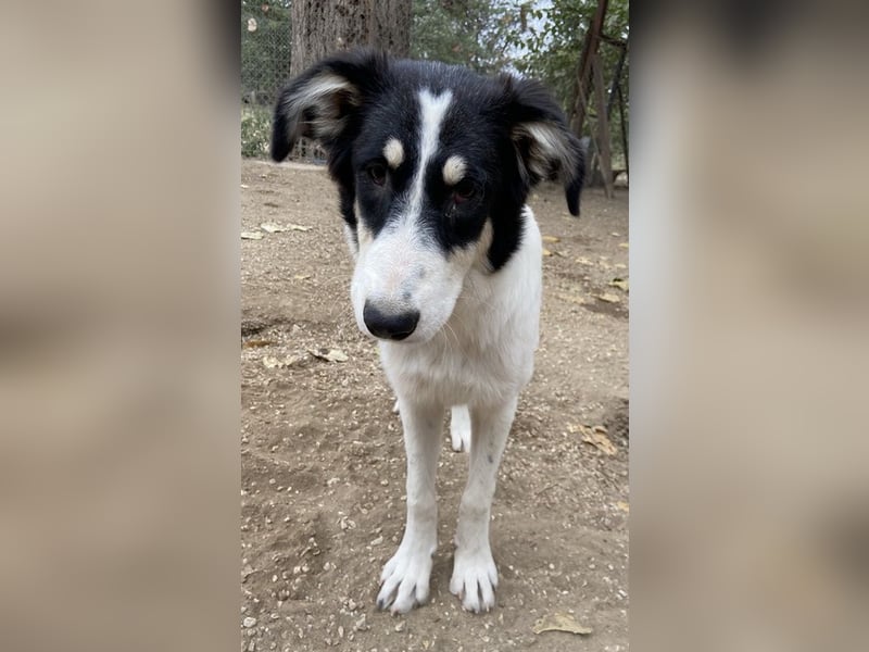 Vivia, geb. ca. 03/2023, lebt in GRIECHENLAND, im städt. Tierheim Serres