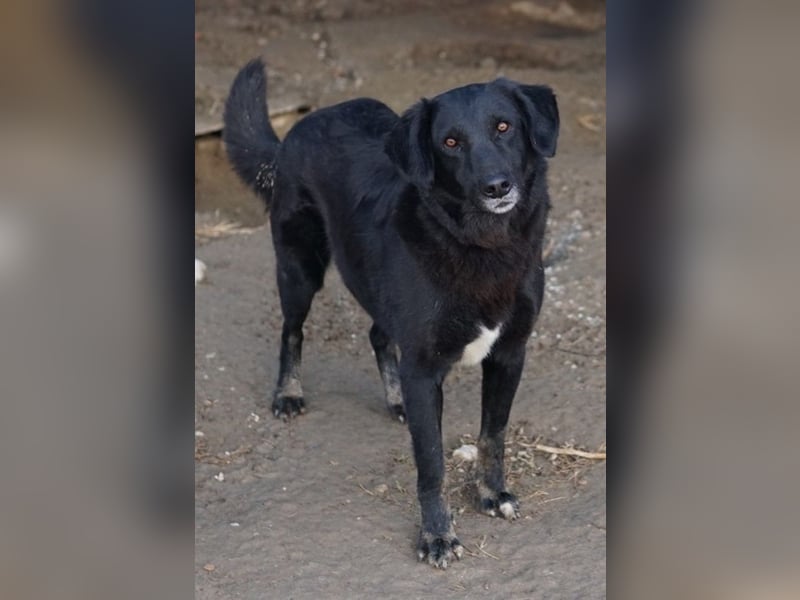 Swarzi, geb. 02/2018, lebt in GRIECHENLAND, im städt. Tierheim Serres