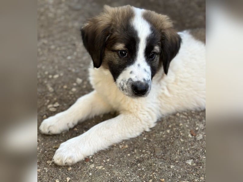 Findus, geb. ca. 02/2025, lebt in GRIECHENLAND, auf einer privaten Pflegestelle