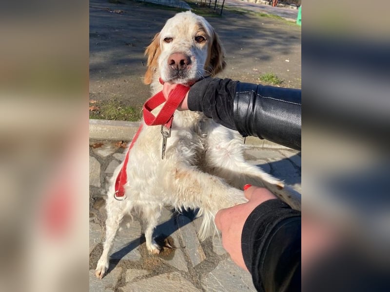 Mael, geb. ca. 01/2021, lebt in GRIECHENLAND, auf einer privaten Pflegestelle