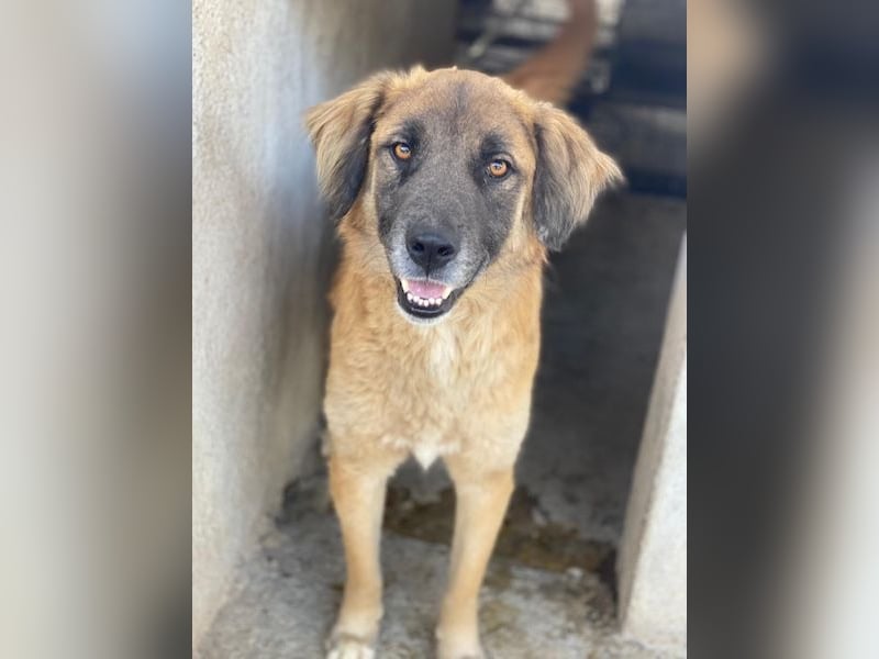 Lacasito, geb. ca. 01/2022, lebt in GRIECHENLAND, im städt. Tierheim Serres