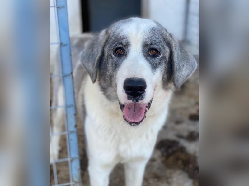 Ryat, geb. ca. 12/2023, lebt in GRIECHENLAND, im städt. Tierheim Serres