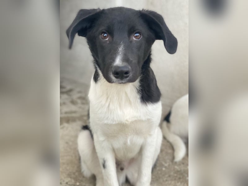 Cap, geb. ca. 06/2024, lebt in GRIECHENLAND, im städt. Tierheim Serres